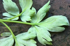 Peronospora bulbocapni