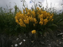 Genista angustifolia