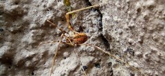 Dicranopalpus pulchellus