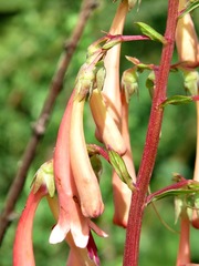 Phygelius aequalis image