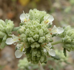 Teucrium polium