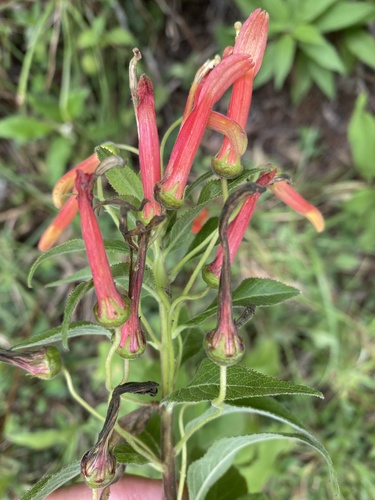 Lobelia laxiflora