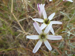 Ixia paniculata