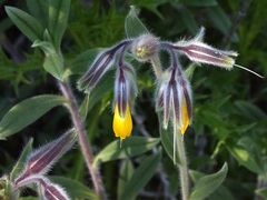 Onosma frutescens