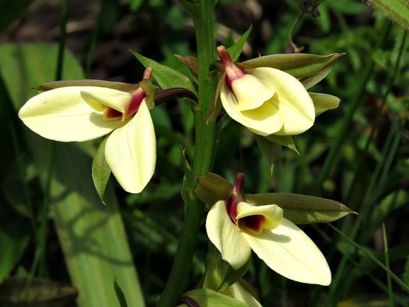 Lipless Harlequin