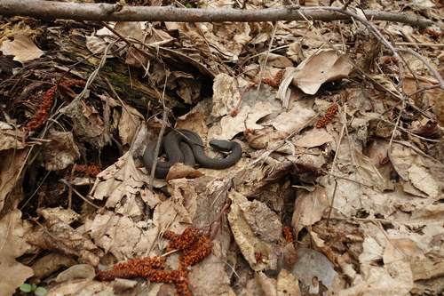 Adder, Vipera nikolskii