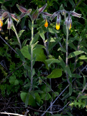 Onosma frutescens