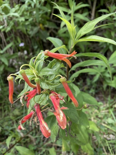 Sierra Madre lobelia