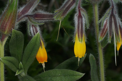 Onosma frutescens