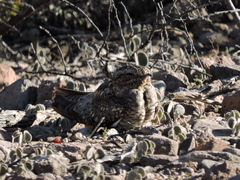 Chordeiles acutipennis