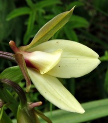 Eulophia parvilabris