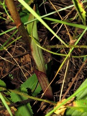 Image of Eulophia parvilabris