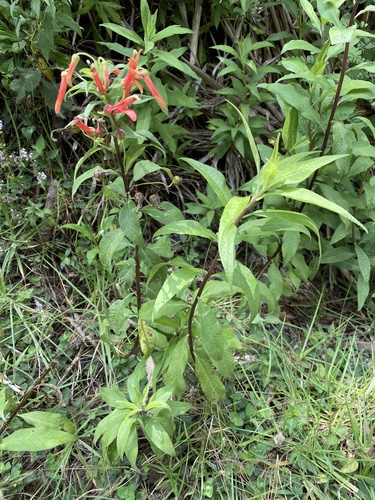 Lobelia laxiflora
