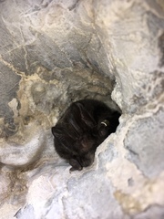 Barbastella barbastellus