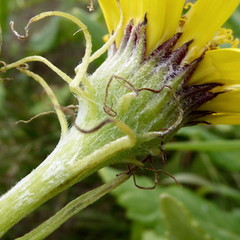 Senecio pseudoarnica