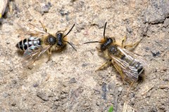 Andrena flavipes