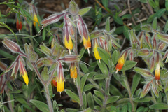 Onosma frutescens