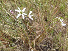 Ixia paniculata