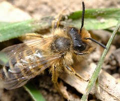 Andrena flavipes