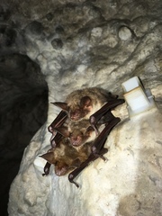 Greater Mouse-Eared Bat photo 4