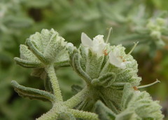 Teucrium polium