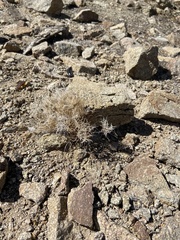 Dasyochloa