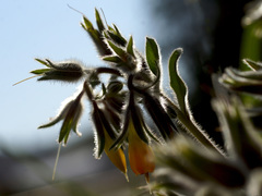 Onosma frutescens