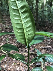 Garcinia macrophylla
