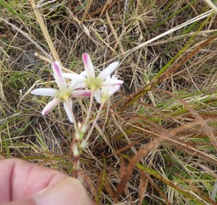 Ixia paniculata