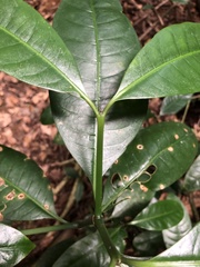 Garcinia macrophylla