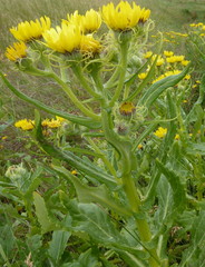 Senecio pseudoarnica