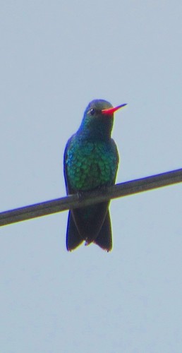 Chlorostilbon lucidus