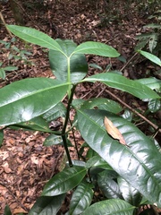 Garcinia macrophylla