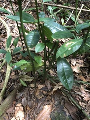 Garcinia macrophylla