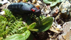 Physomeloe corallifer