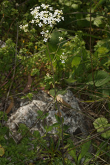 Peltaria angustifolia