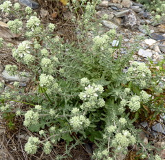 Teucrium polium