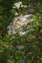 Peltaria angustifolia