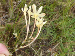 Ixia paniculata