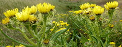 Senecio pseudoarnica