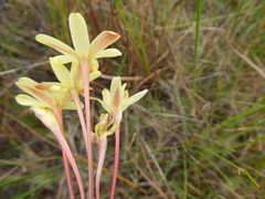 Ixia paniculata