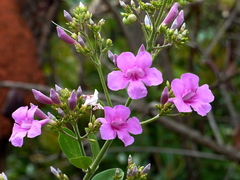 Fridericia platyphylla