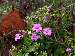 Fridericia platyphylla