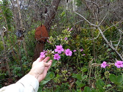 Fridericia platyphylla
