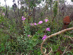 Fridericia platyphylla