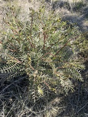 Astragalus eremiticus