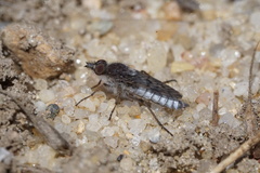 Tabuda varia