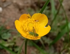 Leptophyes punctatissima