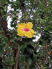 Hibiscus rosa-sinensis