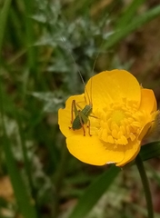 Leptophyes punctatissima